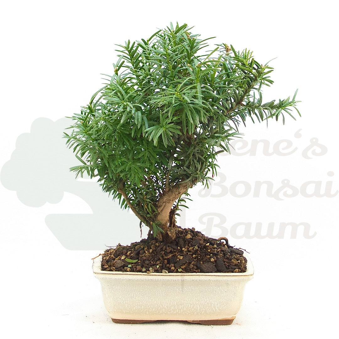 Eibe Hybrid 'Taxus media'